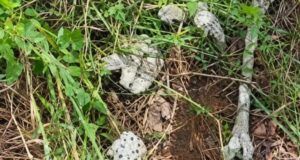 How We Recovered 28 Human Skulls, Bones From Abia Forest—Police