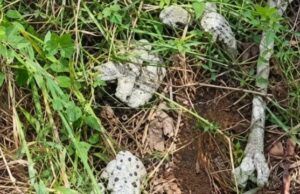 How We Recovered 28 Human Skulls, Bones From Abia Forest—Police