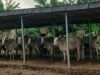 OYRLEA Impounds 20 Cows Over Open Grazing Crop Destruction