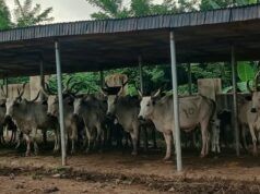 OYRLEA Impounds 20 Cows Over Open Grazing Crop Destruction