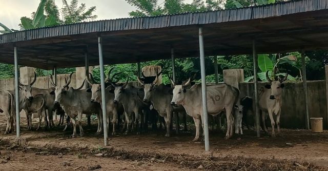 Impounded Cow